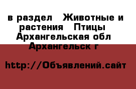  в раздел : Животные и растения » Птицы . Архангельская обл.,Архангельск г.